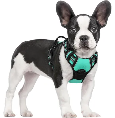 Produktbild von Hundegeschirr Anti-Zug Mintgrün Größe S mit Reflektor