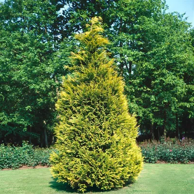 Produktbild von Chamaecyparis lawsoniana 'Stewartii', Gelbe Scheinzypresse, 80–100 cm