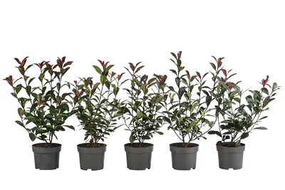 Produktbild von Dehner Purpur-Glanzmispel Carre Rouge, für 1 Meter Hecke, 20-35 cm, 5 x 2 l Topf, Heckenpflanze