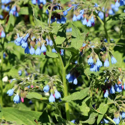 Zdjęcie produktu dla Symphytum grandiflorum Wisley Blue - 6 sztuk, srednica 9cm, wysokosc 10 - 25cm