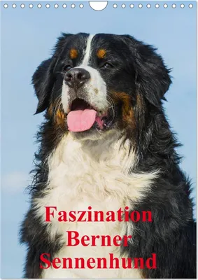 Produktbild von Faszination Berner Sennenhund (Wandkalender 2026 DIN A4 hoch), CALVENDO Monatskalender
