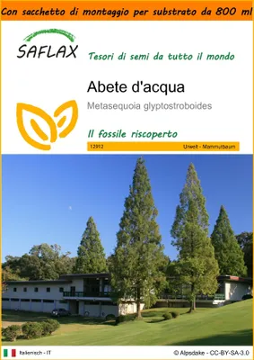 Immagine prodotto di SAFLAX Garden in the bag - Abete d'acqua  - 60 semi - Metasequoia