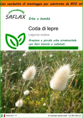 Immagine prodotto di SAFLAX Garden in the bag - Coda di lepre - 100 semi - Lagurus