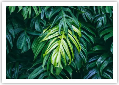 Produktbild von Poster - Poster ohne Rahmen - Blume Natur - 100x70 cm - Wand Bild - Wanddeko - Wandbilder - Kunstposter - Wandposter - Bilder - Kunstdruck - Wanddekoration - Wandbild - P2XAA100x70-3951