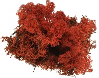 Produktbild von Deko Moos Rot Siena, Naturmoos zum Basteln, Trockenmoos gefärbt, 500g