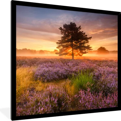 Produktbild von MuchoWow® Gerahmtes Poster Heidelandschaft mit einem Baum 40x40 cm - Poster mit Schwarzem Bilderrahmen Wandposter Rahmen Foto Bilder - Mit Rahmen - Wanddekoration Schlafzimmer