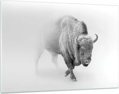 Produktbild von Bilder auf glas - Einteilig - Wisent Schwarzweiß Licht - 120x80cm - Glasbilder - Wandbilder - Bilder - zum Aufhängen bereit - Wanddekoration aus Glas - Glas Bilder - Wandbild auf Glas - GAA120x80-4418
