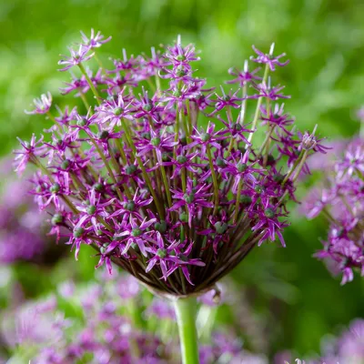 Obrázok produktu pre Cibuľky Allium, mrazuvzdorné, viacročné - Miami - 5 cibuľiek - Allium Giganteum - Voňavé rastliny z Holandska vhodné do záhrady alebo do kvetináča (väčšie hľúzky, nie semená, nie umelé)