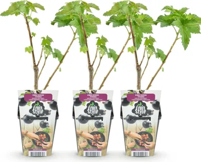 Image de Green boutiQ - Plantes fruitières - Cassis - Ribes nigrum Titania - Rustique - 3 plants - Pot de 9 cm - Cassis