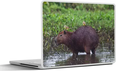Produktbild von MuchoWow® Laptop Aufkleber Sticker Cover Ein Wasserschwein in einem Sumpfgebiet 31x22.5 cm - Laptop-Deko