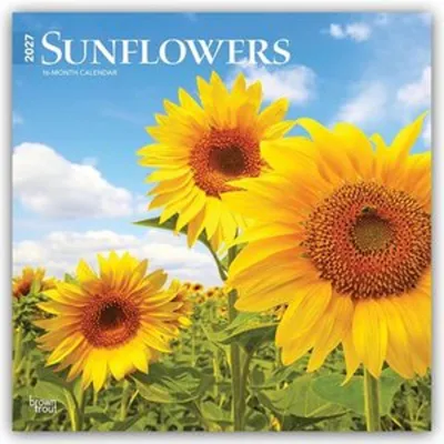 Produktbild von Sunflowers - Sonnenblumen 2027 - 16-Monatskalender