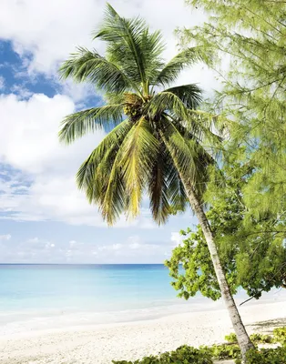 Produktbild von NEWROOM Tapete Raiha Grün Vliestapete - Natur Strand Palmen  Germany