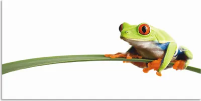 Produktbild von ARTland Wandbild Alu für Innen & Outdoor Frosch auf einem Blatt Größe: 100x50 cm