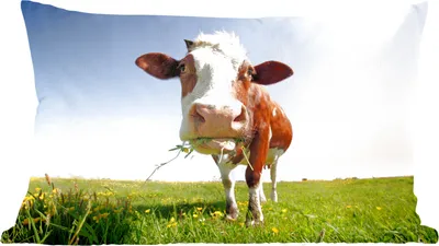 Produktbild von MuchoWow® Zierkissen Sofakissen Wohnzimmer Dekokissen 50x30 cm Kuh - Tiere - Blumen - Gras - Wohnzimmerdekoration - Polster mit Photo