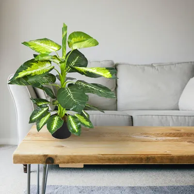Produktbild von Decovego künstliche Dieffenbachie, Kunstpflanze 75 cm für Wohnzimmer & Büro, naturgetreue Deko, pflegeleicht & allergikerfreundlich