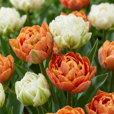 Produktbild von Green boutiQ - 12x Tulipa Candle Light - Tulpe Candle Light - Diverses - Frühlingsblüher - Zwiebelgröße 11/12