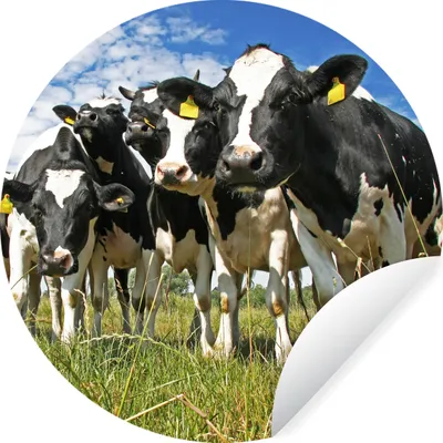 Produktbild von MuchoWow® Runde Wandtattoo - Wandsticker Tapete Aufkleber Kühe - Gras - Wiese - Tiere Ø 50 cm Selbstklebend und Repositionierbar - Wandaufkleber - Kreis - Wand Kreis - Wand Bild - Foto Tapete - Selbstklebende - Wohnzimmerdekoration - Wand Dekoration - Kinderzimmer