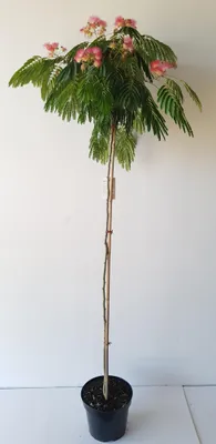 Produktbild von Seidenbaum / Schlafbaum -Hochstamm - Albizia julibrissin Ombrella - Höhe 170-180 cm - Stammhöhe 120 cm