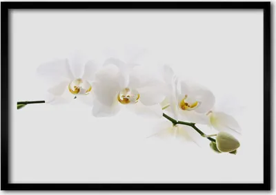 Produktbild von Bild 70x50 MDF-Rahmen Wandkunst Orchideenblüten