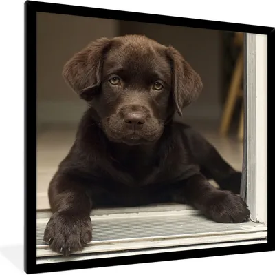 Produktbild von MuchoWow® Gerahmtes Poster Niedlicher Labrador Retriever schaut in die Kamera 40x40 cm - Poster mit Schwarzem Bilderrahmen Wandposter Rahmen Foto Bilder - Mit Rahmen - Wanddekoration Schlafzimmer