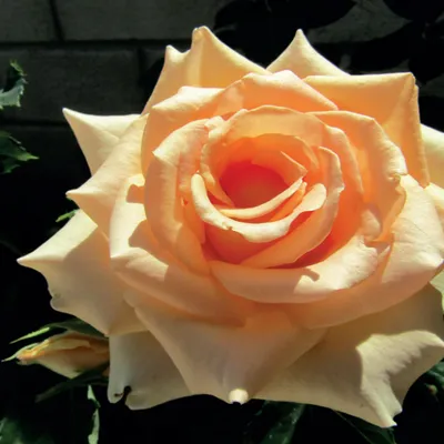Produktbild von Blühender Zierstrauch Gartenpflanze für draußen Großblumige Rose Creme 1 St.