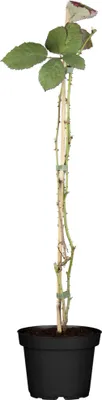 Produktbild von Brombeere Theodor Reimers altbewährte aromatische Fruchtsorte 60-100 cm 3,5 Liter Topf