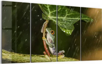 Produktbild von DEQORI Glasbild Echtglas 4x30x60 cm 'Regenwaldjuwel' Wandbilder XXL groß