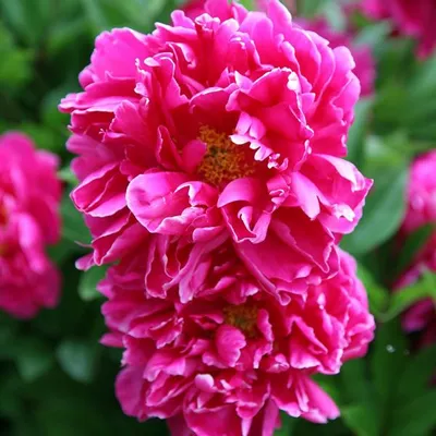 Produktbild von Pfingstrose - Paeonia 'Karl Rosenfield' | im Container