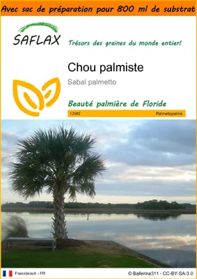 Image de SAFLAX Garden in the bag - Chou palmiste - 8 graines - Sabal