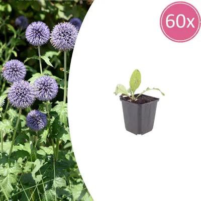 Produktbild von Echinops ritro | 60 Stück - 10-25cm - Ø9cm - Gartenpflanze