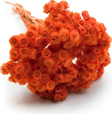 Produktbild von Getrocknetes Helichrysum - (Helichrysum italicum) - Orange