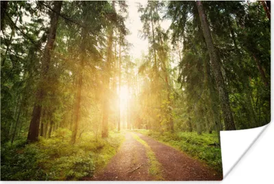 Produktbild von MuchoWow® Poster Wald - Baum - Sonne 90x60 cm - Schlafzimmer