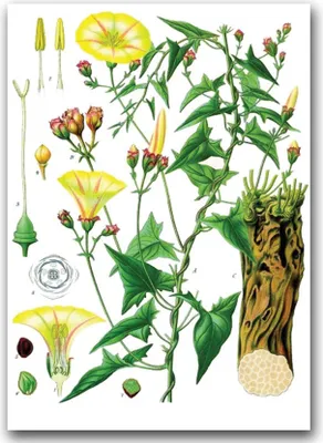 Produktbild von Poster - Canvas - Leinwand - 59,4 cm x 84,1 cm - Fotoposter - Leinwandkunst - Botanischer Princonvolvulus scammonia