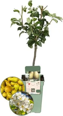 Obrázek produktu pro Hrušeň Pyrus communis Conference, průměr 21 cm, výška 90 cm, ovocný strom, žluté hrušky, nenáročná na péči