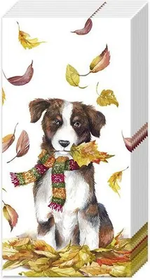 Produktbild von Taschentücher - DOG HAVING FUN