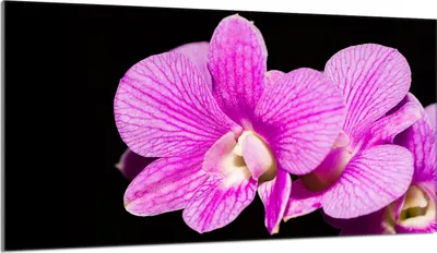 Produktbild von Glasschutzplatte für den Herd 90x52 Orchidea