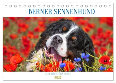 Produktbild von Berner Sennenhund - Eine Liebe für´s Leben (Tischkalender 2027 DIN A5 quer), CALVENDO Monatskalender