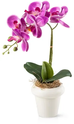 Produktbild von Künstliche Orchideen in hochglanzverzierten Keramiktöpfen – 46 cm