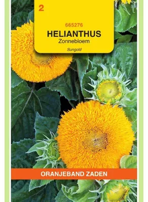 Obrázek produktu pro Oranjeband, odrůda slunečnice Sungold - 1 balení semen