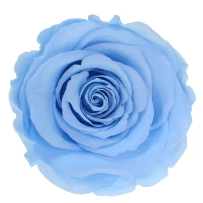 Produktbild von Infinity Rose XL Ø6-7cm konserviert stabilisiert haltbar Rosenkopf ewige Blüte Hellblau (blu89)