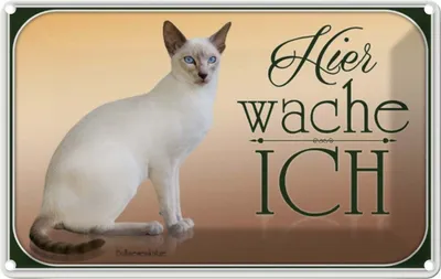 Produktbild von vianmo Blechschild 20x30 cm Katze Balinesenkatze hier wache ich Tier Haustier