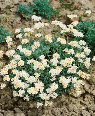 Produktbild von Achillea umbellata, Silber-Garbe, silbrig-weiß, ca. 9x9 cm Topf