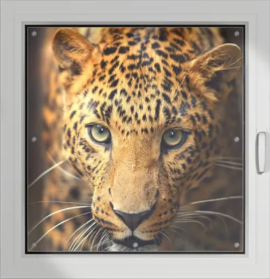 Produktbild von Wallario Lichtschutzbild, Dekorativer Sichtschutz Sonnenschutz 96 x 93 cm mit Motiv: Leopard in Nahaufnahme beim Laufen - Verdunklung ohne Bohren