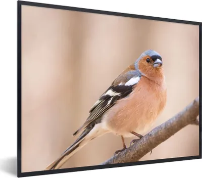 Produktbild von MuchoWow® Gerahmtes Poster Vogel - Tiere - Fink 80x60 cm - Poster mit Schwarzem Bilderrahmen Wandposter Rahmen Foto Bilder - Schwarzem - Mit Gestell