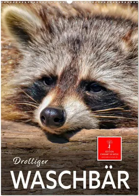 Produktbild von Drolliger Waschbär (Wandkalender 2026 DIN A2 hoch), CALVENDO Monatskalender