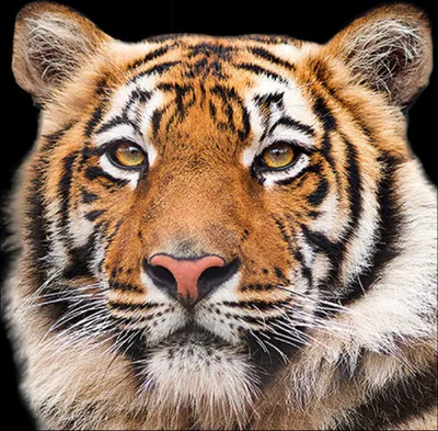 Produktbild von Servietten Papier 33x33cm 3-lag. mit Tiger Motiv 20 Stück