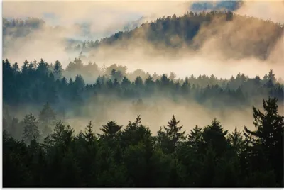 Produktbild von ARTland Wandbild Alu für Innen & Outdoor Wald im Nebel Größe: 120x80 cm