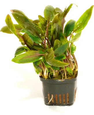 Produktbild von 1 Wasserkelch Mutterpflanze XL im 8cm-Topf Cryptocoryne