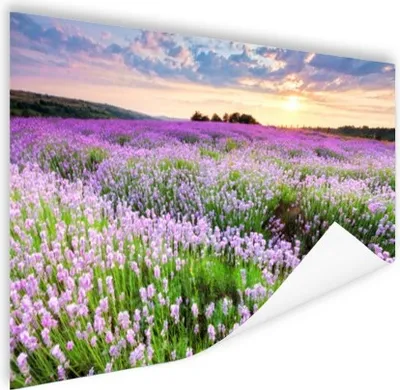 Produktbild von MuchoWow® Poster Blumen - Lavendel - Lila - Himmel - Sonnenuntergang - Wiese - Natur 180x120 cm - Fotoplakat