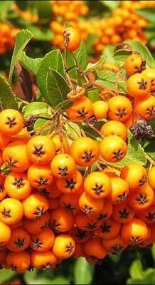 Obrázok produktu pre Pyracantha hybr. 'Golden Charmer' - Feuerdorn 'Golden Charmer' 80-100 cm | Topf